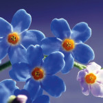 Flores-azules
