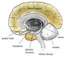 Corteza cerebral