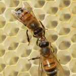 Las abejas también pueden «manipular» conceptos abstractos